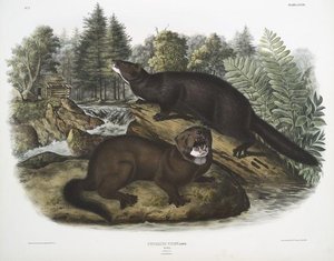 Putorius Vison, Mink. Natural Size. Male ^ Female — John James Audubon