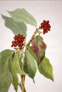 Pacific Dogwood (cornus Nuttallii) — Mary Vaux Walcott