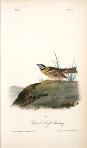 Painted Lark Bunting. Male — John James Audubon
