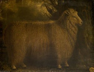 An Old Lincoln Ram