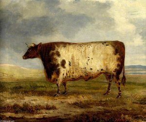 A Durham Ox