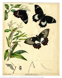Orchard Swallowtail, Papilio (princeps) Aegeus Aegeus — Helena Nellie Scott, Impressionistic Natural History Illustration