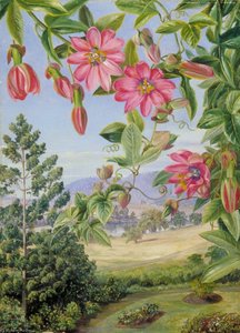 View In The Brisbane Botanic Garden — Marianne North, Victorian Romanticism