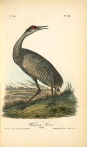 Wooping Crane. Young — John James Audubon