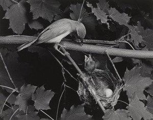 Red Eyed Vireo With Cowbird — Eliot Porter