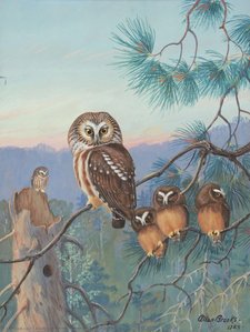 Northern Saw-whet Owl — Allan Cyril Brooks