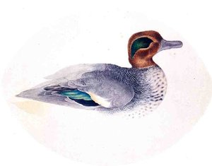 Green Winged Teal — John James Audubon