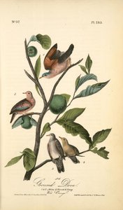 Ground Dove. 1. 2. Males. 3. Female. 4. Young. (wild Orange) — John James Audubon