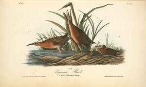 Virginian Rail. 1. Male. 2. Female. 3. Young — John James Audubon, Naturalistic Illustration