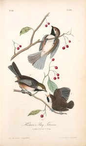 Hudson's Bay Titmouse. 1. Male. 2. Female. 3. Young — John James Audubon