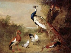 Various Types Of Birds (with A Peacock) — Tobias Stranover