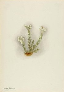 White Heather (phyllodoce Grandiflora) — Mary Morris Vaux Walcott