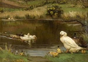Ducks And Ducklings On Pond — Patrick Downie