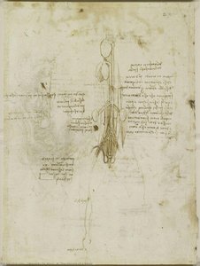 R: The viscera of a horse