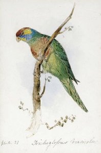 A Great Green Macaw — Edward Lear