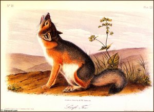 Swift Fox — John James Audubon