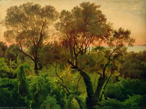 Slope With Olive Trees