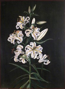 A Japanese Lily — Marianne North