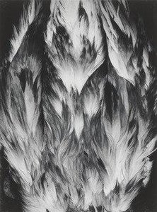 Feathers — Paul Caponigro