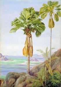 Male And Female Trees Of The Coco De Mer In Praslin — Marianne North