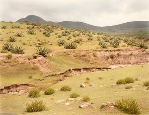 Maguey Field, Pachuea, Hildalgo, Mexico, From The Portfolio Shadowless Places, Deserts Of The Southwest — Frank Di Perna