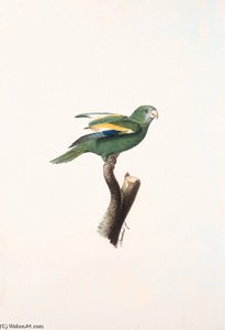 Brotogeris Versicolurus