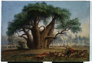 Gouty Stem Tree, Adansonia Gregorii — Thomas Baines