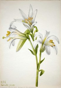 Washington Lily (lilium Washingtonianum) — Mary Vaux Walcott