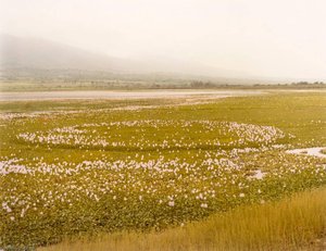 Water Hyacinth, Chapala, Jalisco, Mexico, From The Portfolio Shadowless Places, Deserts Of The Southwest — Frank Di Perna