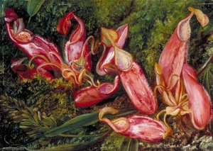 Young Pitchers And Ripe Seed Vessels Of A Pitcher Plant Of Java — Marianne North