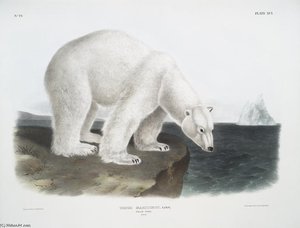 Ursus Maritimus, Polar Bear — John James Audubon