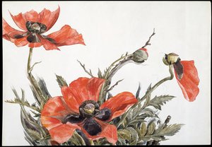 Red Poppies — Charles Demuth