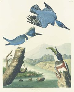 Belted Kingfisher — Robert Havell