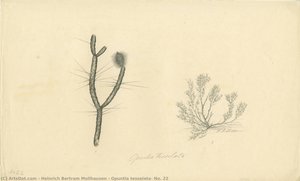 Opuntia Tesselata, No. 22 — Heinrich Bertram Mollhausen
