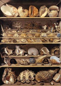 Selection Of Shells Arranged On Shelves — Alexandre Isidore Leroy De Barde