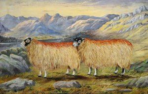 View Of Windermere And Langdale Pikes With Two Swaledale Ewes — William Taylor Longmire