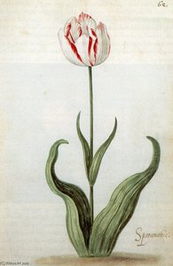 A Watercolour Of A Tulip