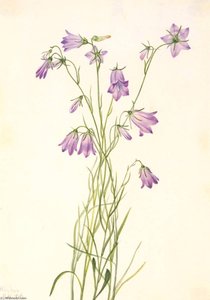 Harebell (campanula Rotundifolia) — Mary Vaux Walcott