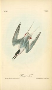 Roseate Tern. Male — John James Audubon