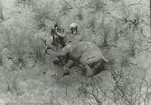 Poached Elephant — Mohamed Amin