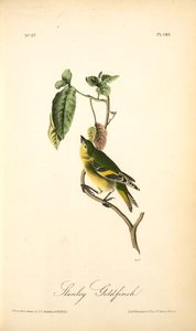 Stanley Goldfinch — John James Audubon