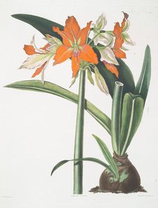 Amaryllis Fulgida — Robert Havell