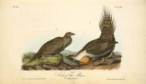 Cock Of The Plains. 1. Male. 2. Female — John James Audubon