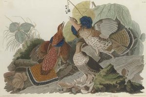 Ruffed Grouse — Robert Havell