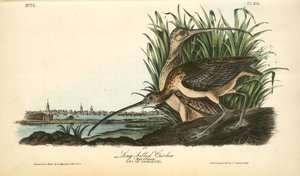 Long-billed Curlew. 1. Male. 2. Female — John James Audubon
