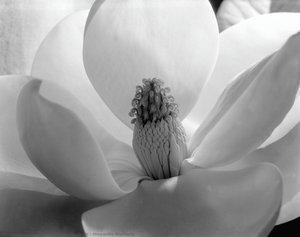 Magnolia Blossom — Imogen Cunningham