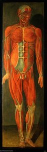 A Standing Man, Facing To His Left, Showing Superficial Muscles And Tendons — Jacques Fabien Gautier Dagoty