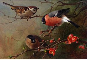 Ree Sparrow And Bullfinches — Archibald Thorburn