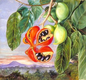 Foliage And Fruit Of Sterculia Parviflora — Marianne North