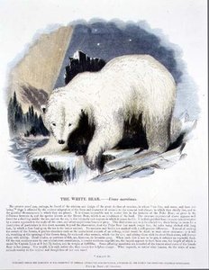 The White Bear — Josiah Wood Whymper